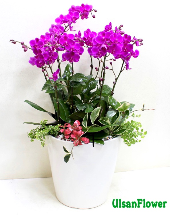 �󼼳��뺸��