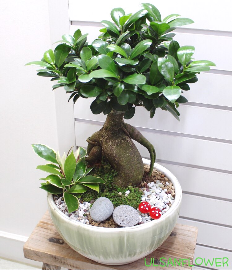 �󼼳��뺸��