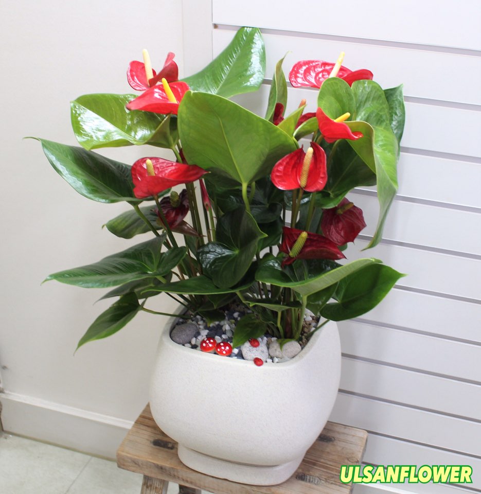 �󼼳��뺸��