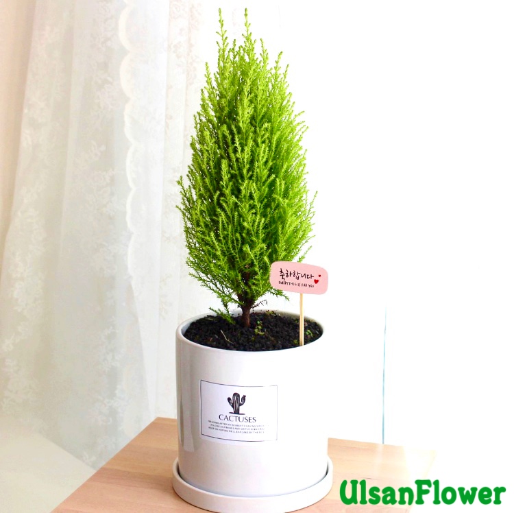 �󼼳��뺸��