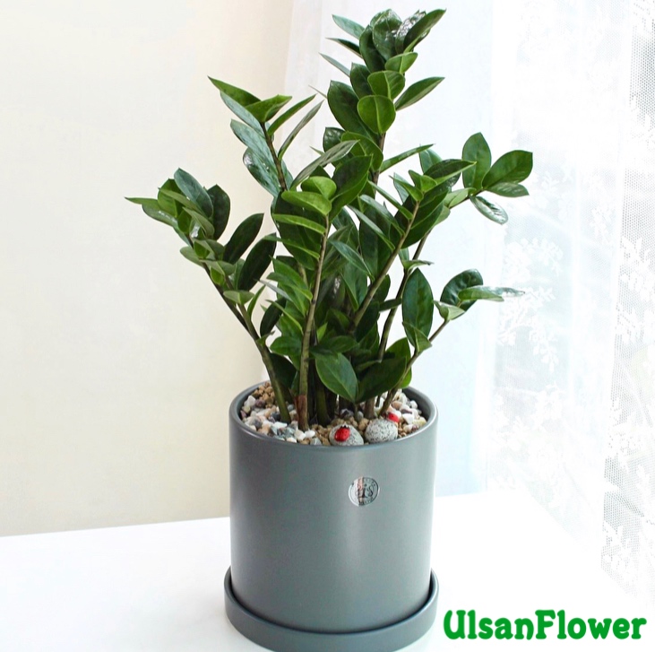 �󼼳��뺸��