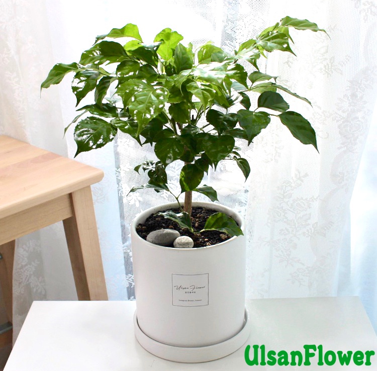 �󼼳��뺸��