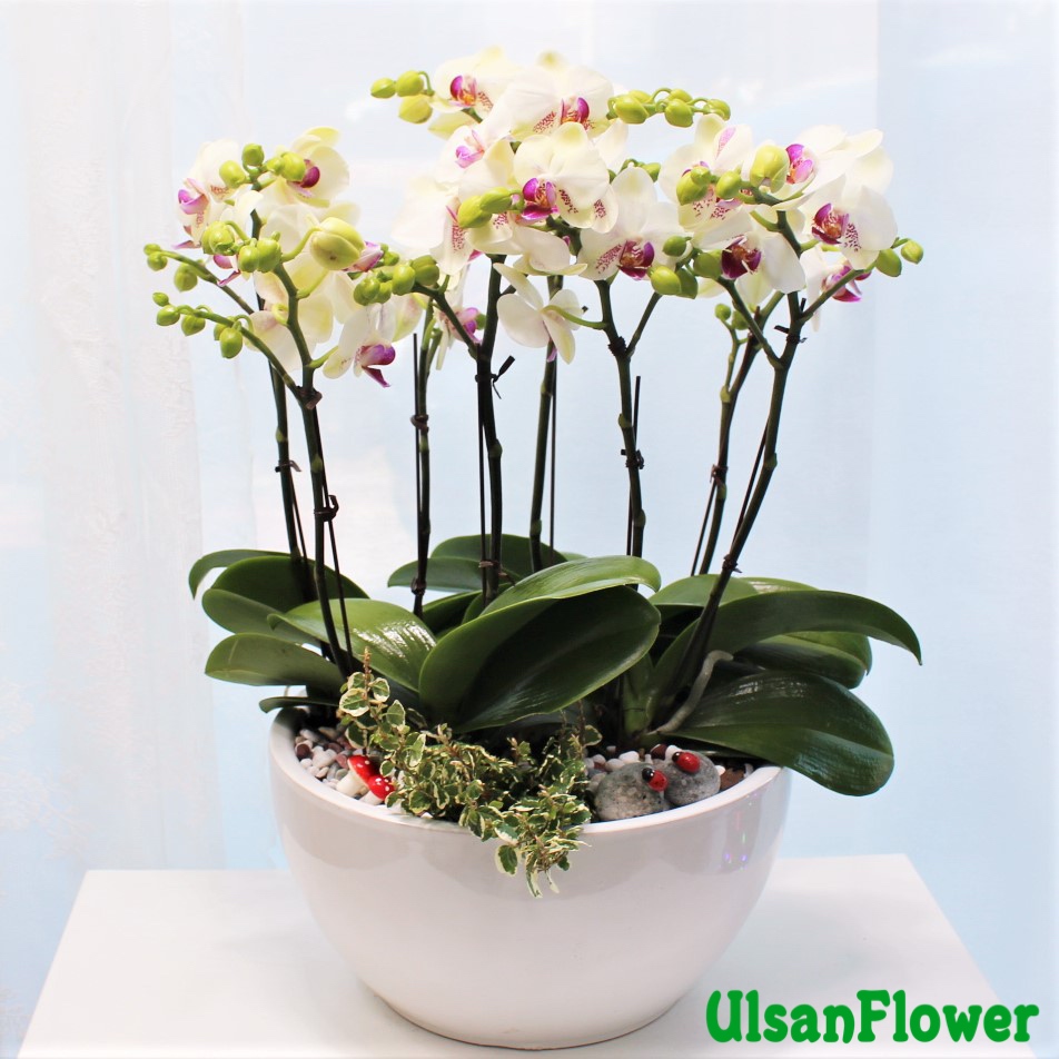 �󼼳��뺸��