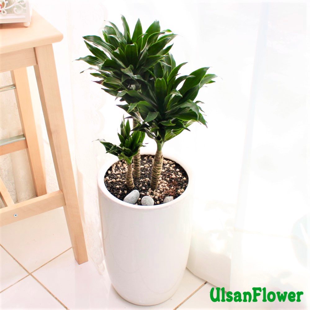 �󼼳��뺸��