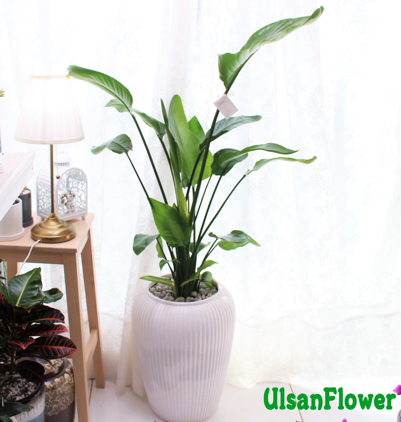 �󼼳��뺸��