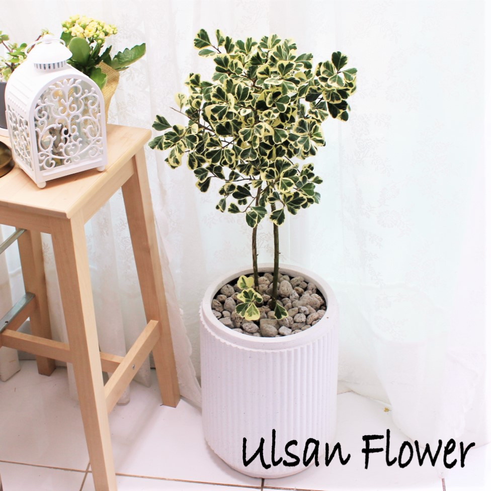 �󼼳��뺸��