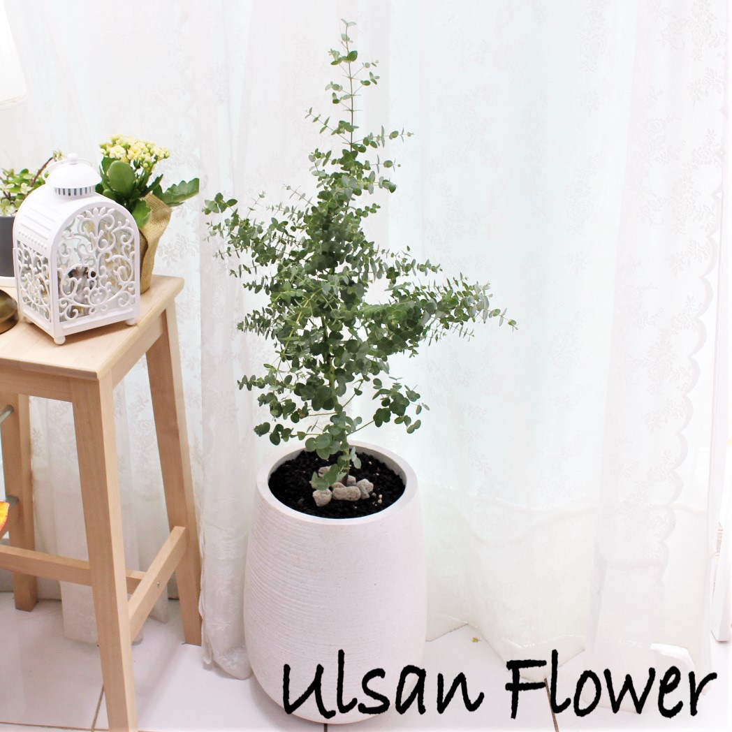 �󼼳��뺸��