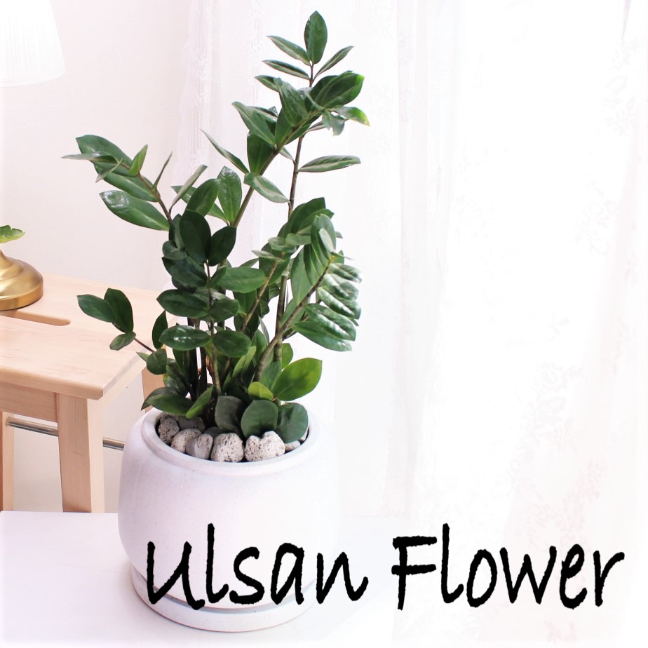 �󼼳��뺸��