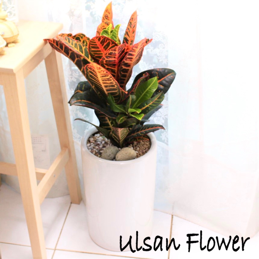 �󼼳��뺸��