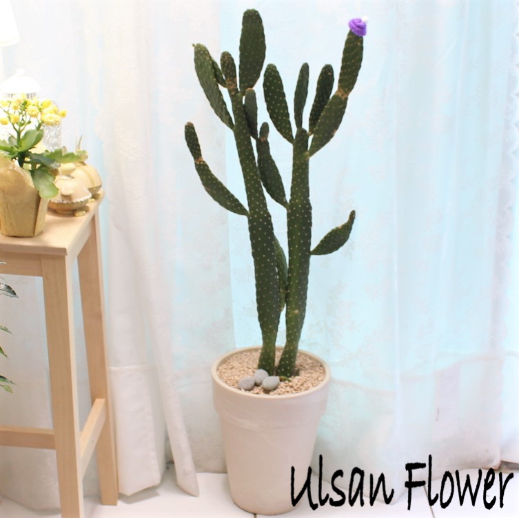 �󼼳��뺸��