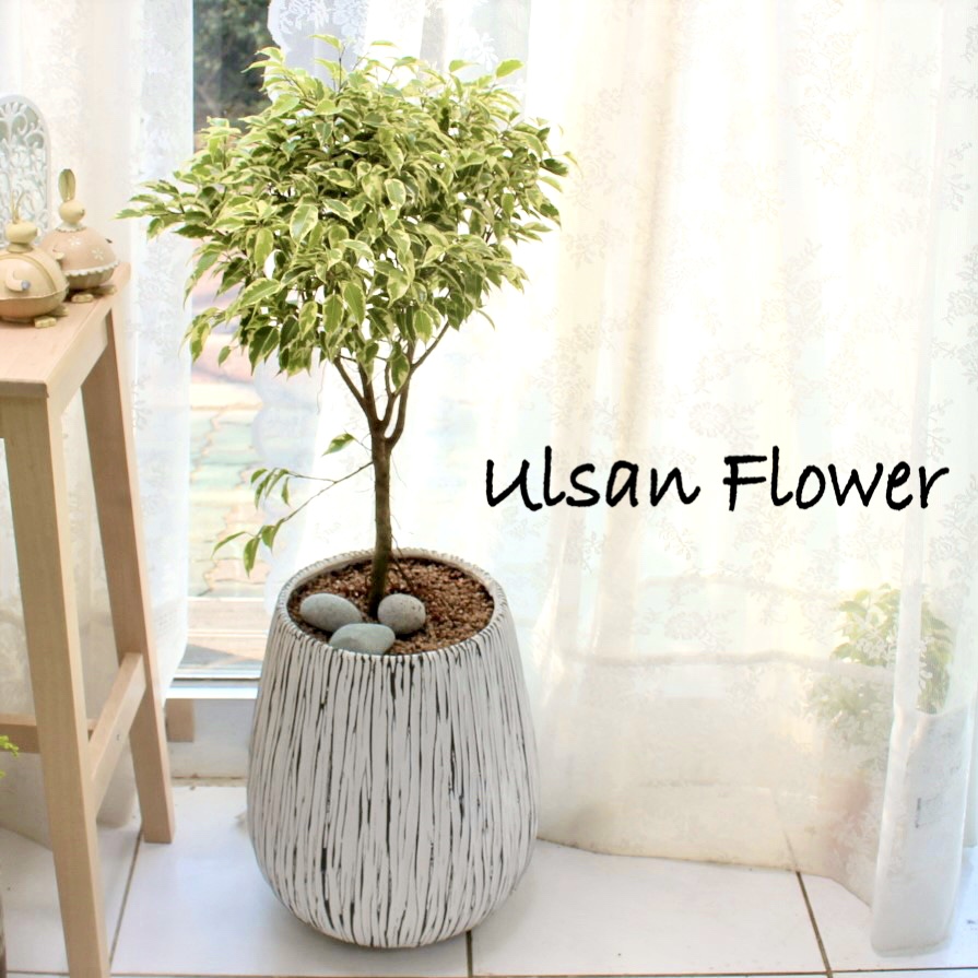 �󼼳��뺸��