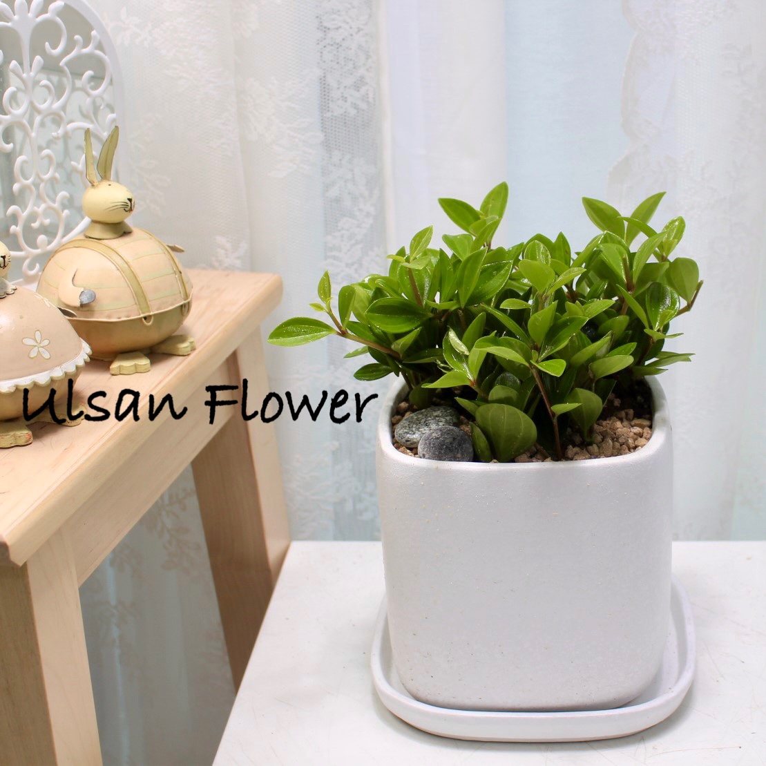 �󼼳��뺸��