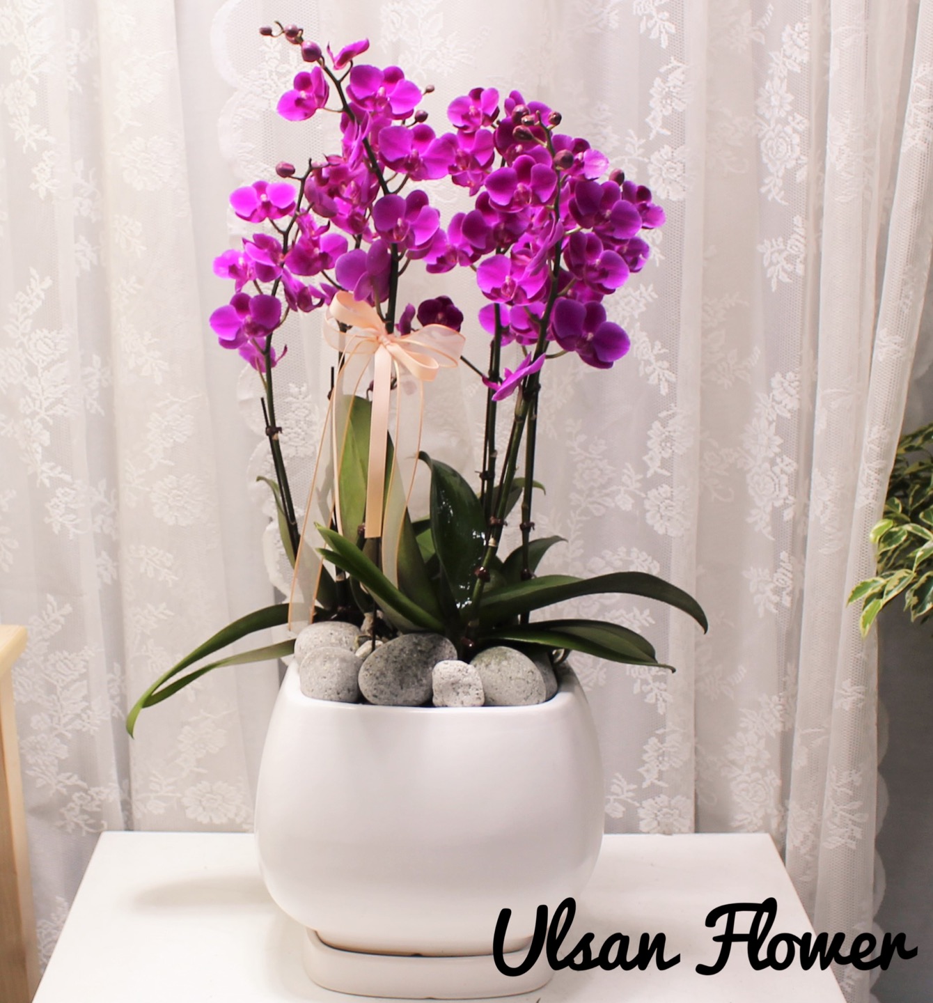 �󼼳��뺸��