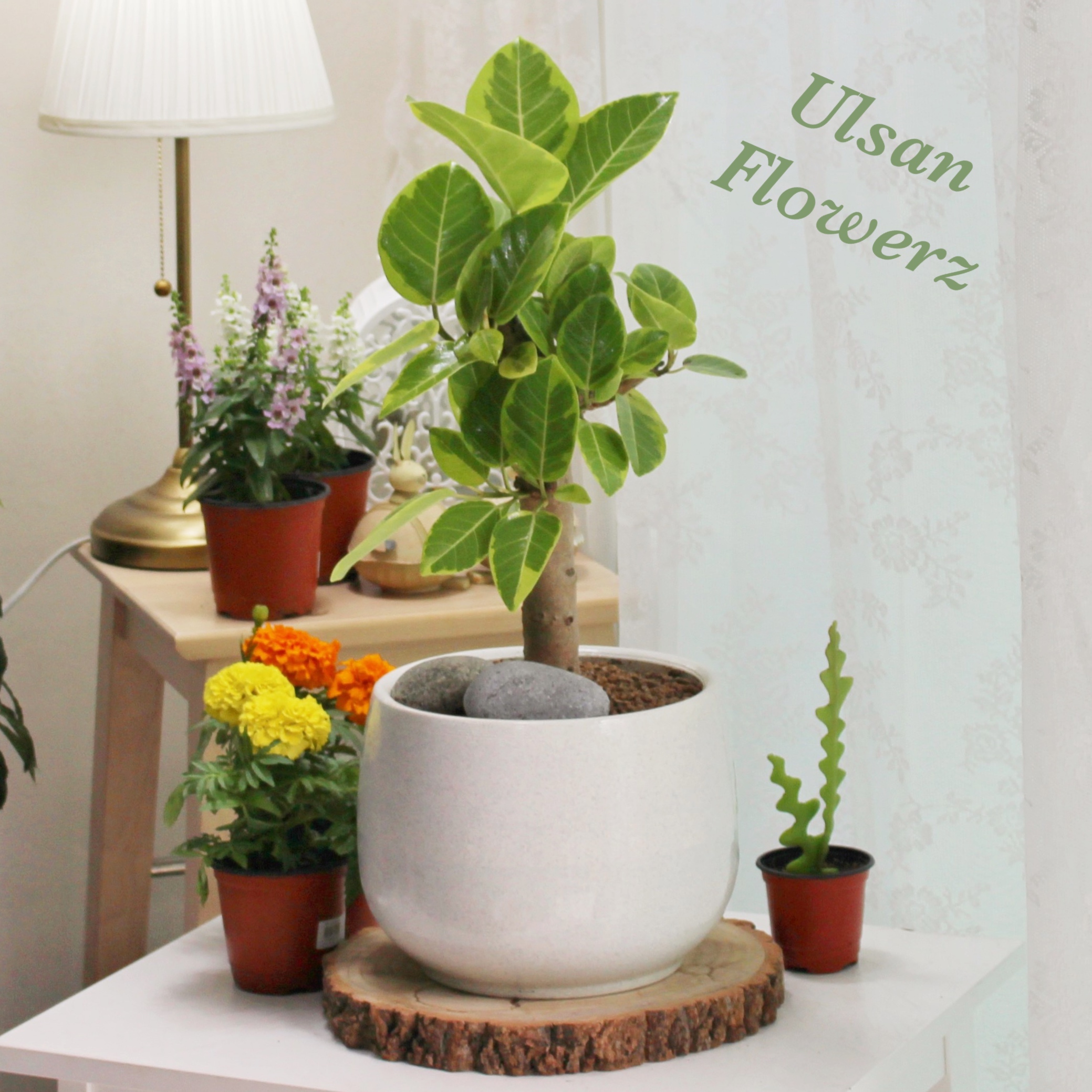 �󼼳��뺸��