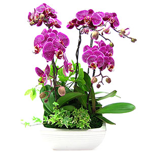 �󼼳��뺸��