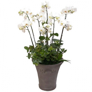 �󼼳��뺸��