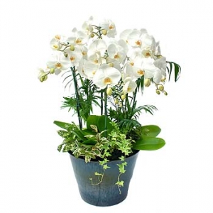 �󼼳��뺸��