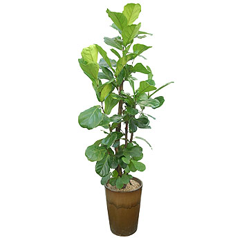 �󼼳��뺸��