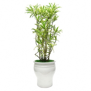 �󼼳��뺸��