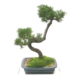 �󼼳��뺸��