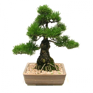 �󼼳��뺸��