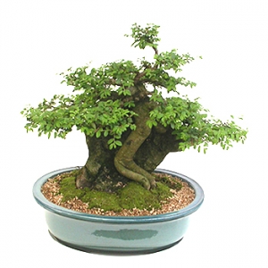 �󼼳��뺸��