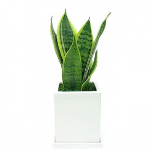 �󼼳��뺸��