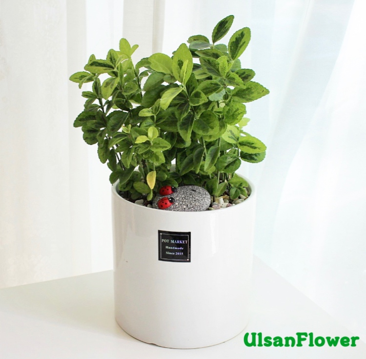 �󼼳��뺸��